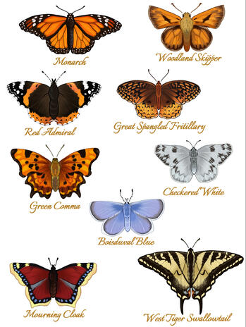 Butterflies in the Bush (H&O sticker sheet)
