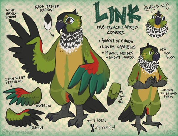 Conure Character Reference