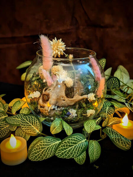 Replica Raccoon Skull