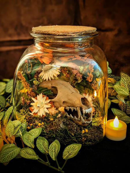 Replica Red Fox Skull